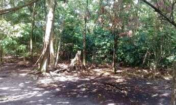 Imagem 5: Sítio/Terreno com 10,6 hectares à venda em Murinim, Benevides, Pará
