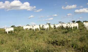 Imagem: Fazenda 356,85 ha - Brasilândia de Minas
