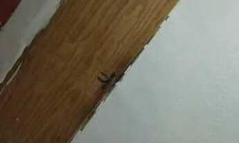 Imagem: Quitinete aluga-se