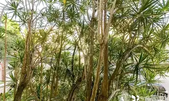 Imagem 5: Apartamento de 2 quartos à venda Rua Ângelo Crivellaro, Jardim do Salso - Porto Alegre