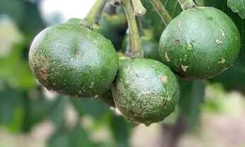 Imagem 4: Chácara em São Miguel do Passa 4