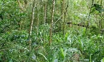 Imagem 7: Chácara 2 hectares valor 109,000,00 avista