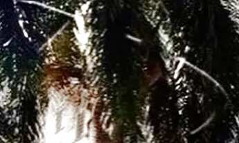 Imagem 7: Apartamento térreo novo pertinho do shopping