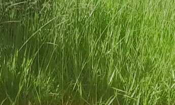 Imagem: Terreno com construção inacabada