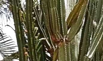 Imagem 7: Terreno na região Vila A com infraestrutura Lazer + casa desmanche em Foz do Iguaçu -PR