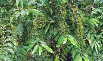 Imagem 6: Venda-se está chácara de 5.000 mil m² no Município de Mimoso do Sul/ES