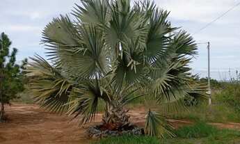 Imagem 7: Sitio 20.600 m² em Construção /20 minutos major Prates...Aceita veículo ou imóvel.