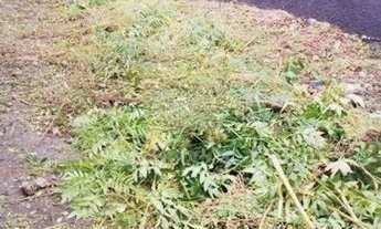 Imagem 5: Terreno à venda nos Campos Elíseos