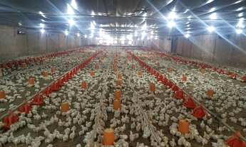 Imagem: Sítio Rentável e Produtivo Avicultura