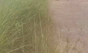 Imagem 5: Terreno em azurita