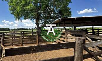Imagem 6: Fazenda de 54 alq em Itapirapuã-GO