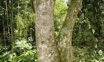 Imagem 2: Terreno à venda Alvarenga - São Bernardo do Campo - SP