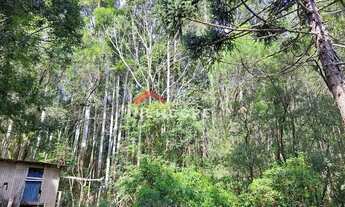 Imagem 6: Sítio em Estrada da Carapina - Vale do Carapina - São Francisco de Paula/RS