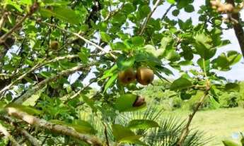 Imagem 4: SÍTIO ST00077 Fazenda / sítio com venda por R$440.000