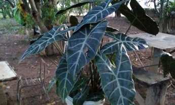 Imagem 3: Chácara em taboquinha GO