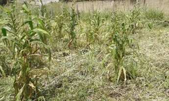 Imagem 3: Vende-se um terreno no mojui dos campos