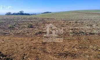 Imagem 6: Fazenda com 126 Alqueires em Cana-de-Acúçar na cidade de São Simão
