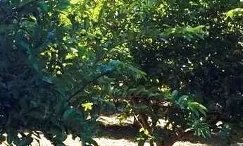 Imagem: Sítio / Chácara para Venda em Nova Petrópolis