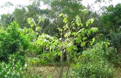 Imagem 7: Sítio na Vargem Grande de frente para Cristóvão M