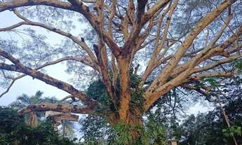 Imagem 3: CHÁCARA A VENDA