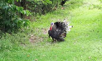 Imagem 2: Chacara 46.000 mil m² bairro Santana - Piracicaba - SP