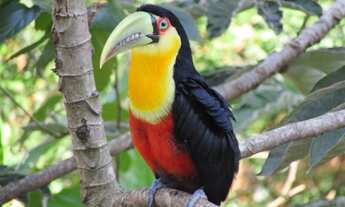 Imagem 3: Horto do Ype Apartamento Condomínio Saint Thomas 56 m² 2 dormitórios com sacada 2 Vagas