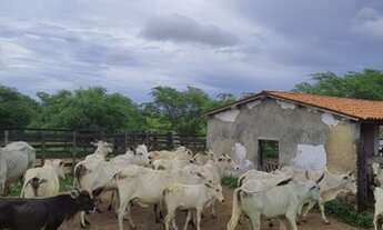 Imagem 2: Fazenda com 285 hectares em cajazeiras
