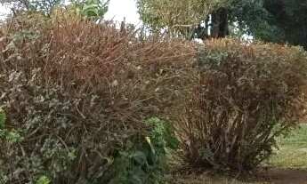 Imagem 7: Excelente casa de alvenaria no São Braz, Orleans, privativa, ensolarada, terreno grande!