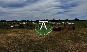 Imagem 2: Fazenda de 54 alq em Itapirapuã-GO