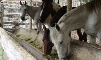 Imagem: Fazenda com à venda, 60000 m² por R$ 1.490.000