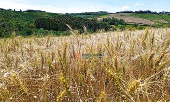 Imagem 2: Chácara com 2 dormitórios à venda, 79860 m² por R$ 1.200.000,00 - Cidade dos Lagos - Guara