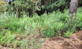 Imagem 4: Terreno à venda, 450 m² por R$ 279.000 - Mato Queimado - Gramado/RS