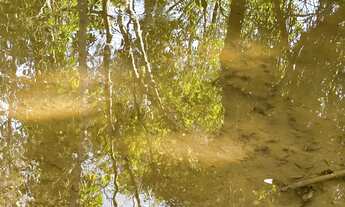 Imagem 2: Fazenda 77 alqueires em Goiás velho-GO