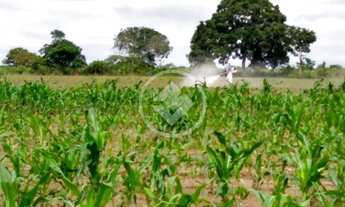 Imagem 2: Linda propriedade em Jangada MT a venda, com 250 hectares, terra de primeira! Próximo da c