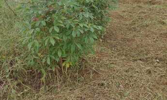 Imagem 4: Vendo lotes 500 m2