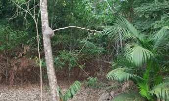 Imagem: Terreno na estrada da Ponte Alta