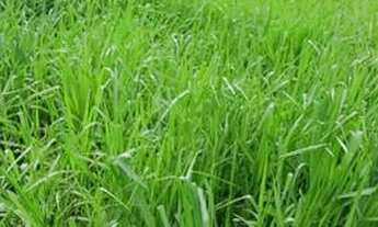 Imagem: Fazenda em penalva maranhao