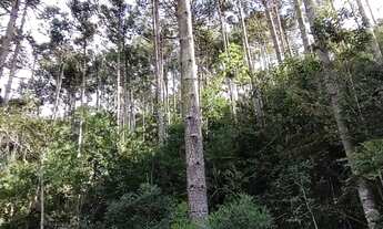 Imagem 7: Terreno Contendo 6,34 Hectares Em Delfim Moreira - Sul De Minas Gerais
