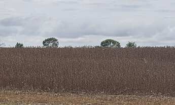 Imagem 3: Fazenda Pedro Afonso