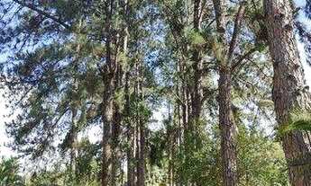 Imagem 2: CHACRA DENTRO DA CIDADE