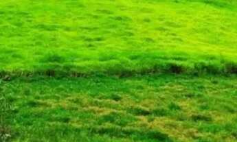 Imagem 5: AREA - PARQUE DOS JACARANDÁS - SP