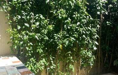 Imagem 4: OPORTUNIDADE !!! CASA EM MOEMA ABAIXO DE MERCADO