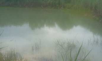 Imagem 2: TERRA 6.5 alqueires no FAINA