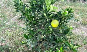 Imagem 4: Terreno no residencial Florença