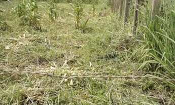 Imagem 2: Vende-se um terreno no mojui dos campos