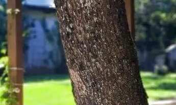 Imagem 6: Terreno com viabilidades para prédio comercial!