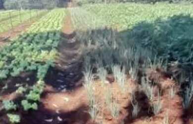 Imagem 2: Chácara à venda, 3269 m² por R$ 200.000,00 - Zona Rural - Rio Verde/GO