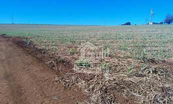 Imagem 7: Fazenda com 126 Alqueires em Cana-de-Acúçar na cidade de São Simão