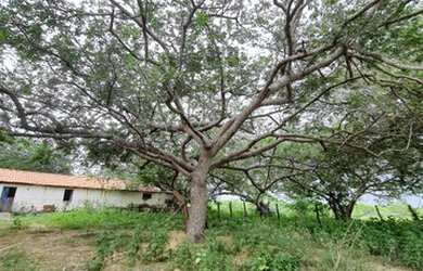 Imagem 3: Fazenda com 285 hectares em cajazeiras