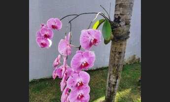 Imagem 3: JOCKEY - 4 quartos - Suíte - Hidromassagem - Reformada - Armários - Vicente Pires